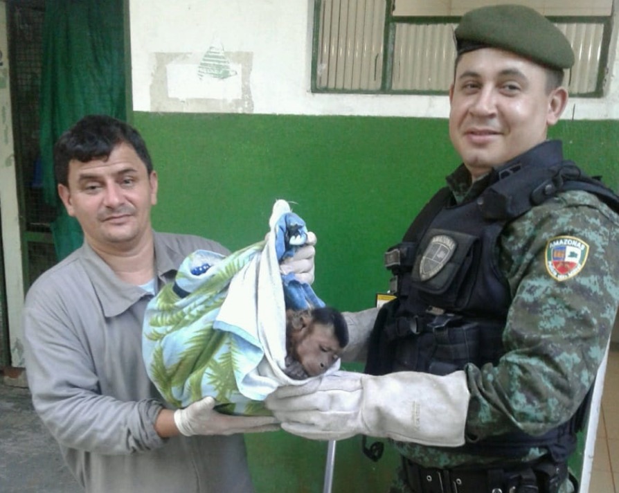 Macaco-prego é resgatado após invadir casa e ser mordido por cães em Manaus 