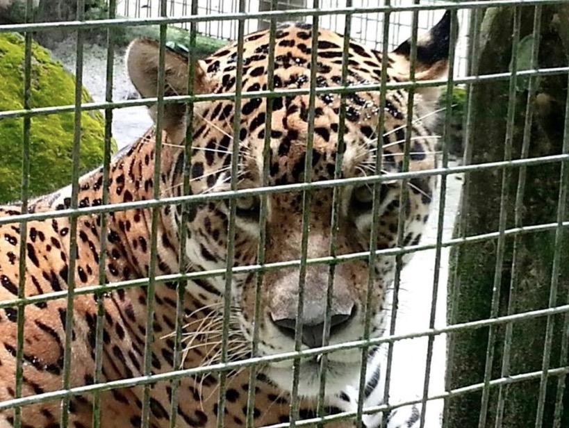 Após encerrar atividades, animais do zoológico do Tropical Hotel em Manaus são transferidos