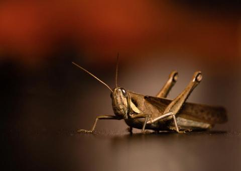 SEC promoverá programação especial para o Dia Mundial da Fotografia