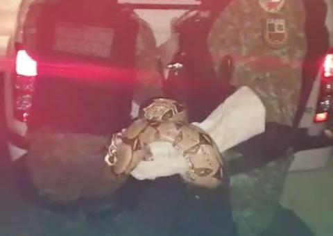 Populares encontram jiboia com mais de 1 metro passeando em rua de Manaus