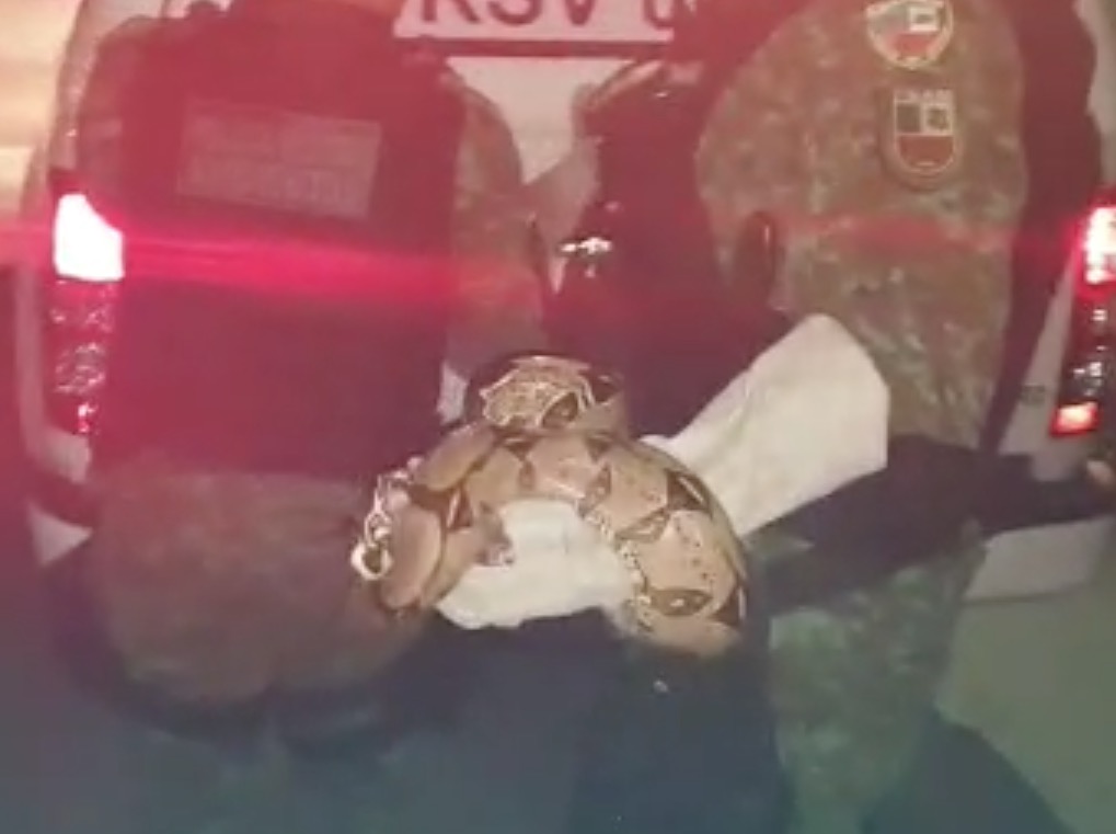 Populares encontram jiboia com mais de 1 metro passeando em rua de Manaus