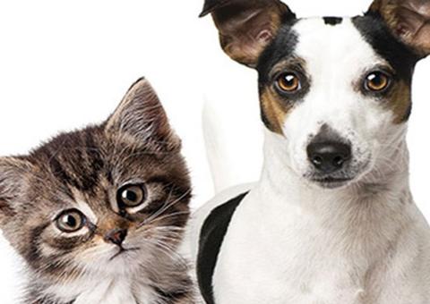 1ª edição do Pet Expo Mix chega a Manaus com feira de adoção e vacinação gratuita  