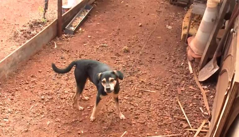 Homem corta cabeça de cachorrinho durante roubo e tenta vender o corpo