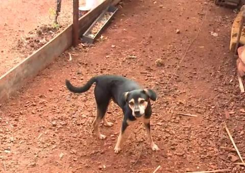 Homem corta cabeça de cachorrinho durante roubo e tenta vender o corpo