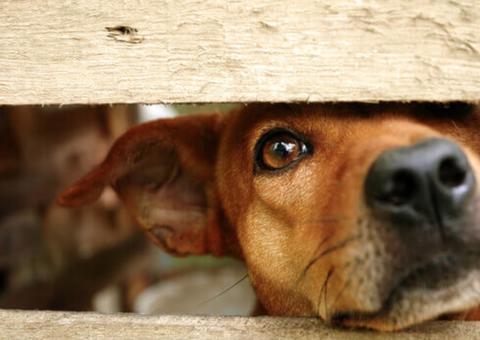 Polícia registra recorde de denúncias de maus-tratos a animais em Manaus 