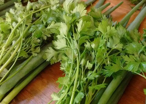 Folha do cheiro-verde limpa o sangue, controla ansiedade e diabetes. Veja 10 benefícios