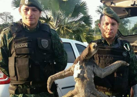 Preguiça é resgatada em avenida de Manaus 