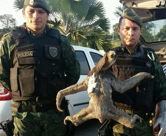 Preguiça é resgatada em avenida de Manaus 