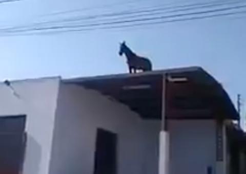 Cavalos sobem em telhados de casa e barracão e intrigam moradores 