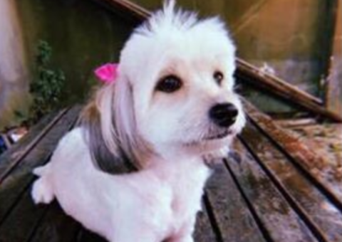 Família oferece recompensa por cachorro perdido em Manaus