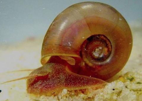 Remédio para cólica menstrual tem efeito para tratar esquistossomose