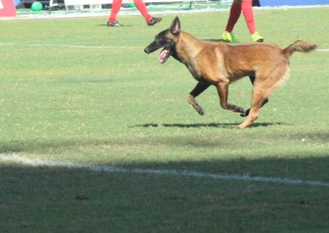 Jogador de 4 patas e mais; veja os momentos inusitados do 1º tempo entre Manaus x Brusque