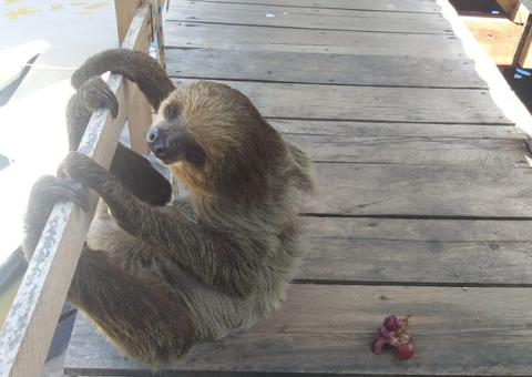Em Manaus, bicho-preguiça é resgatado dando um passeio em residência 