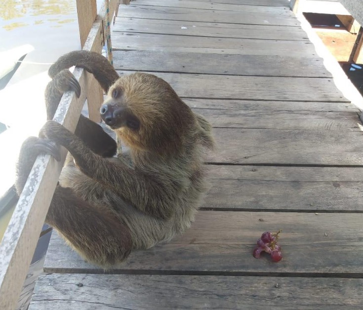 Em Manaus, bicho-preguiça é resgatado dando um passeio em residência 
