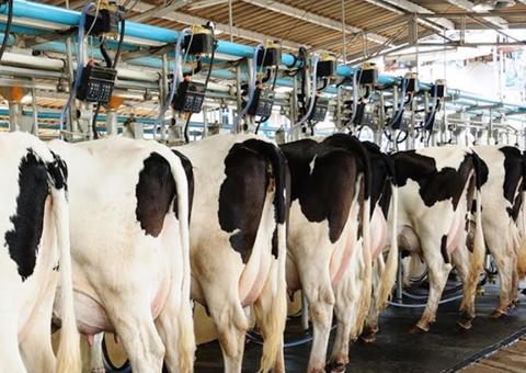 Sepror abre inscrições para curso de Manejo Racional de Bovinos Leiteiros no Amazonas