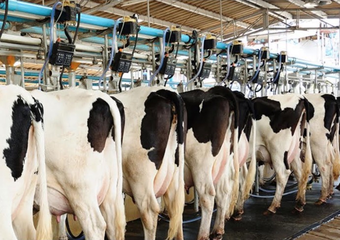 Sepror abre inscrições para curso de Manejo Racional de Bovinos Leiteiros no Amazonas