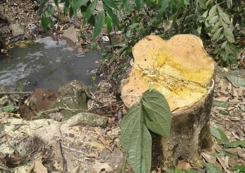 Universidade é multada por corte e poda de árvores em área de preservação de Manaus