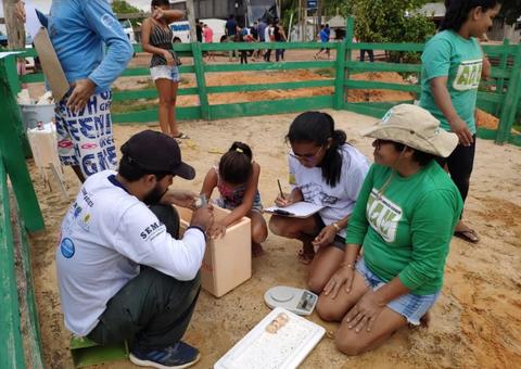 10 mil ovos de tracajá devem ser protegidos em unidade de conservação no Amazonas