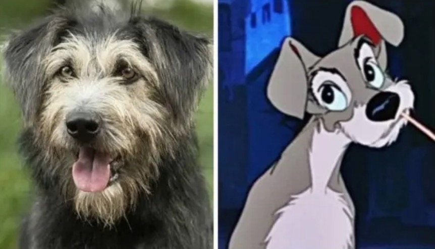 'A Dama e o Vagabundo': Cachorro protagonista foi resgatado de abrigo