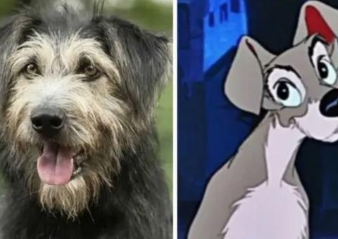 'A Dama e o Vagabundo': Cachorro protagonista foi resgatado de abrigo