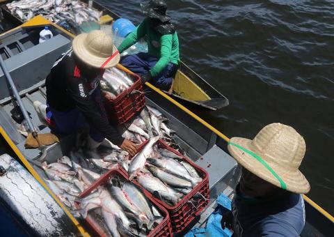 Governo do Amazonas faz chamamento público para entrepostos pesqueiros