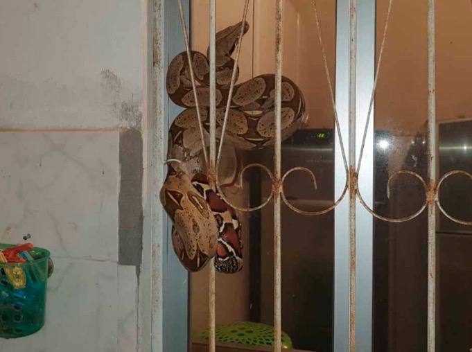 Jiboia de quase 2 m surpreende família ao surgir em área de serviço de casa em Manaus