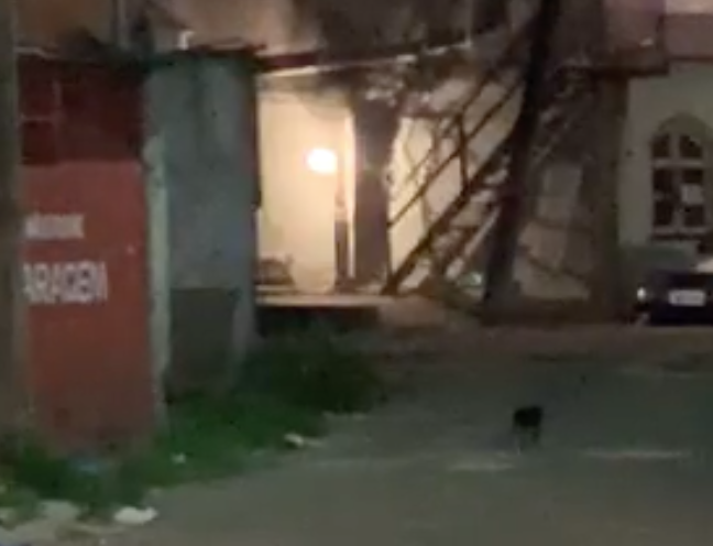 Gatos de rua se aproximam de granada e moradores temem o pior em Manaus 