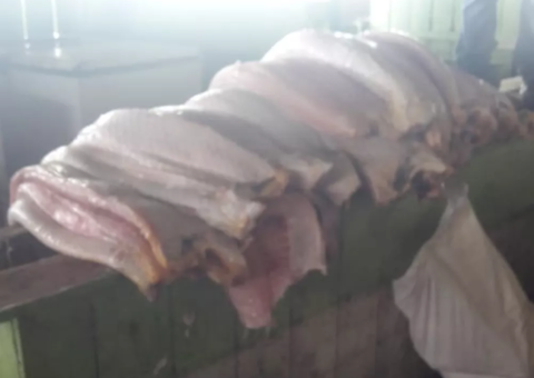 Operação apreende uma tonelada de pirarucu e carne de animais silvestres no Amazonas 