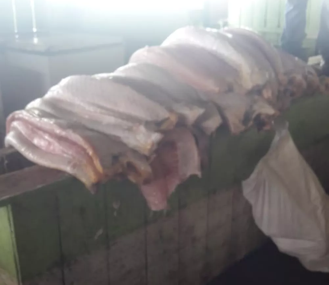 Operação apreende uma tonelada de pirarucu e carne de animais silvestres no Amazonas 