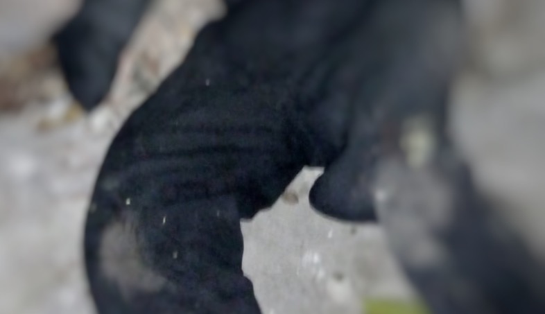 Homem é executado a tiros enquanto dormia no quintal de casa em Manaus