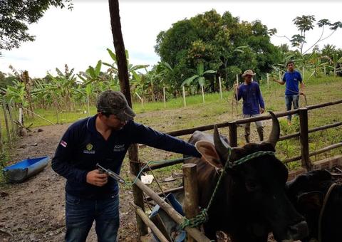 Segunda etapa da campanha Amazonas sem Febre aftosa encerra no próximo sábado 