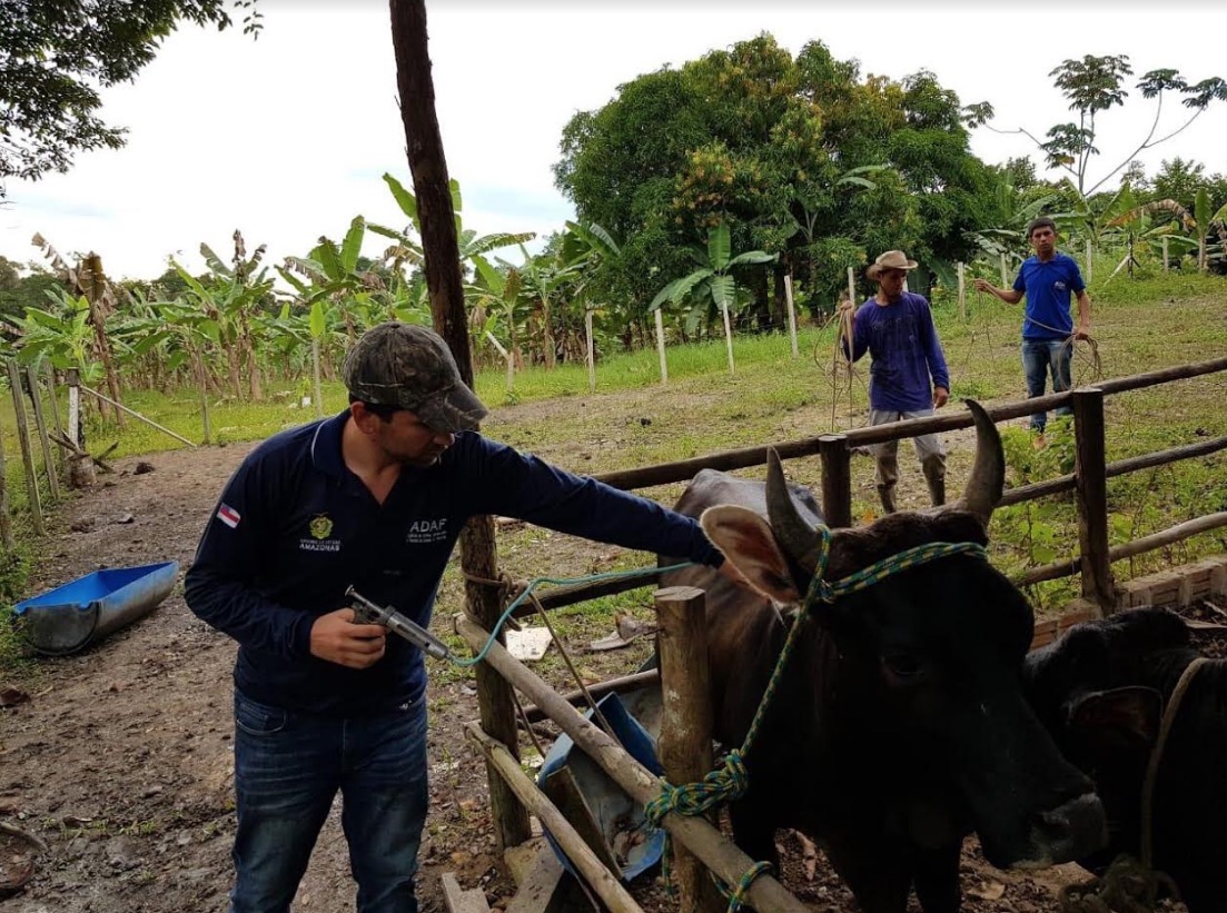 Segunda etapa da campanha Amazonas sem Febre aftosa encerra no próximo sábado 