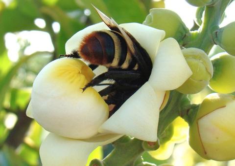 Brasil conclui testes de soro inédito para picadas múltiplas de abelha