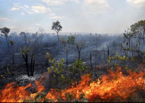 PF vai investigar grupo que teria planejado atear fogo em floresta