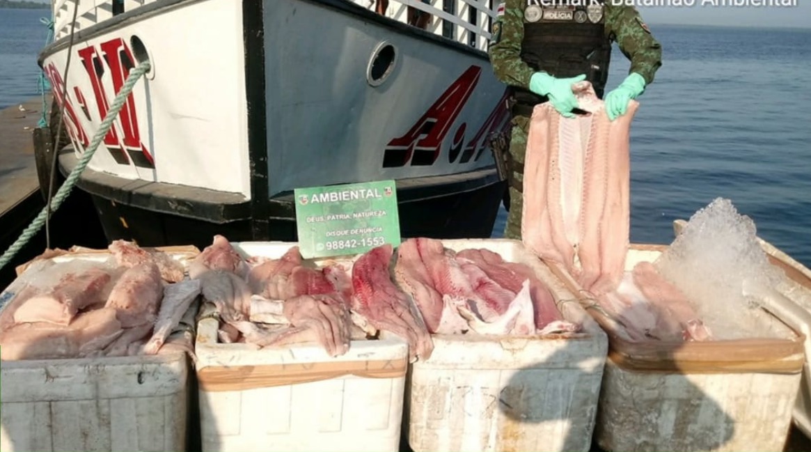 Meia tonelada de pescado ilegal é apreendida em Porto de Manaus