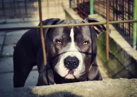 Durante assalto, vítima leva tiro no pé e joga criminoso para pitbulls em Manaus