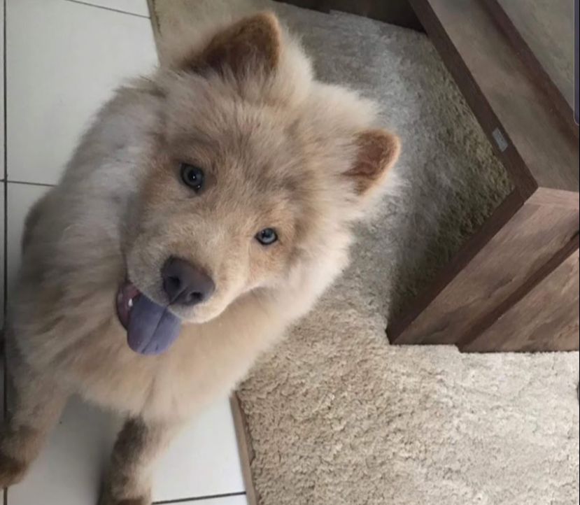 PL quer incluir contagem de cães e gatos no Censo do IBGE