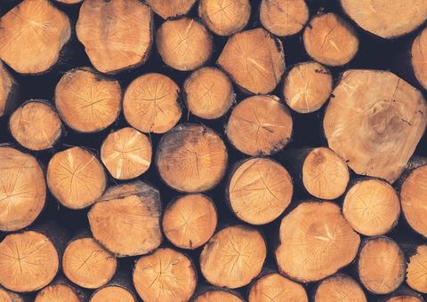 Grupo é preso após extrair madeira de forma ilegal em terreno no Amazonas 