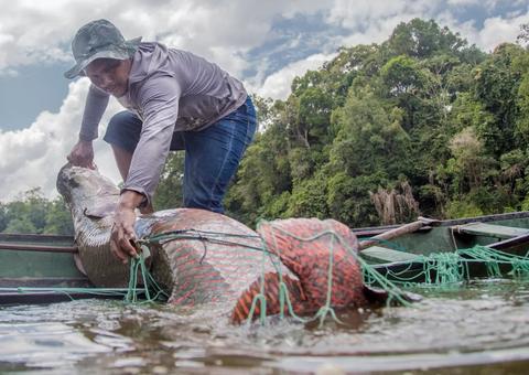 Projeto que assegura preço mínimo para pirarucu manejado é aprovado no Senado