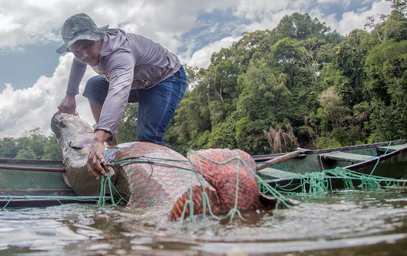 Projeto que assegura preço mínimo para pirarucu manejado é aprovado no Senado