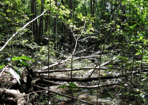 STF vai decidir repasse de fundo da Lava Jato para estados da Amazônia