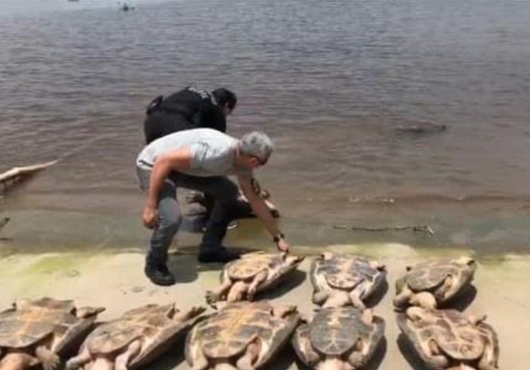 Dez tartarugas são apreendidas e devolvidas ao habitat natural no Amazonas