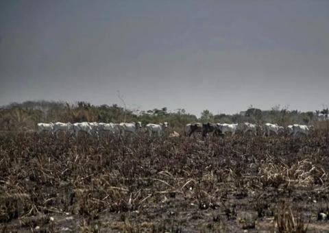  Polícia do Pará identifica suspeitos de causar queimadas
