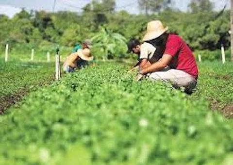 Propriedade agrícola é aceita como prova para aposentadoria de trabalhador rural