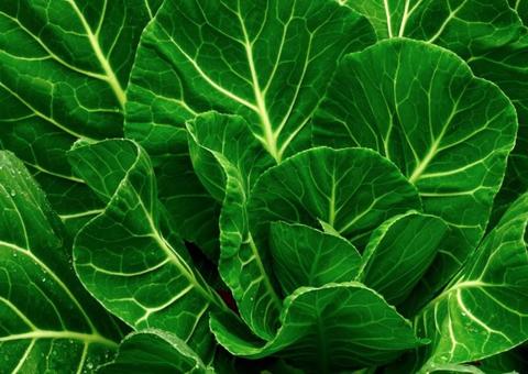 Limpa o fígado e ajuda a emagrecer. Veja benefícios do couve para saúde