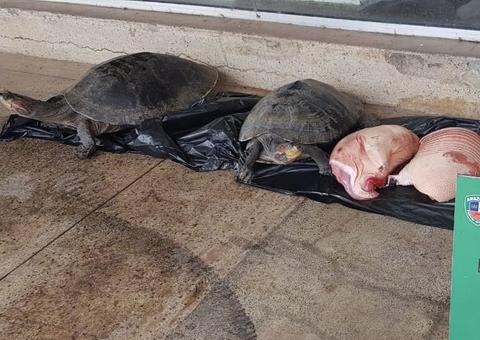 Carne de tatu, paca e tracajás vivos são apreendidos em balsa na Manaus Moderna