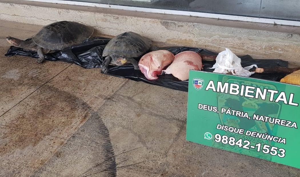 Carne de tatu, paca e tracajás vivos são apreendidos em balsa na Manaus Moderna