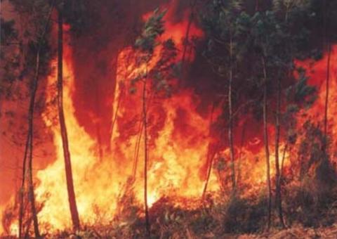 Maioria das queimadas na Amazônia ocorreu em propriedades privadas neste ano, mostra estudo