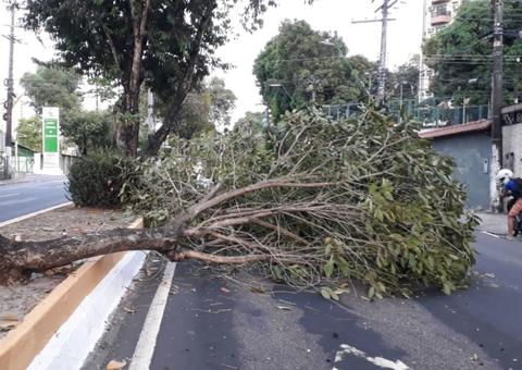 Em Manaus, árvore tomba e bloqueia passagem de veículos na av. Darcy Vargas
