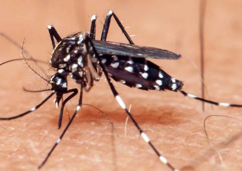 Pesquisa mostra que vírus da Zika em adultos pode causar problemas motores e de memória